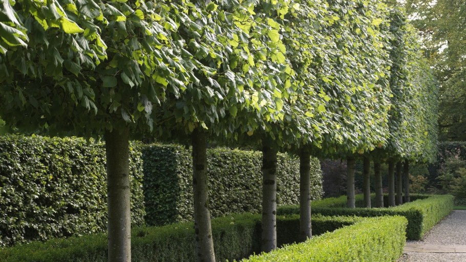 Сад Елены Клоницкой