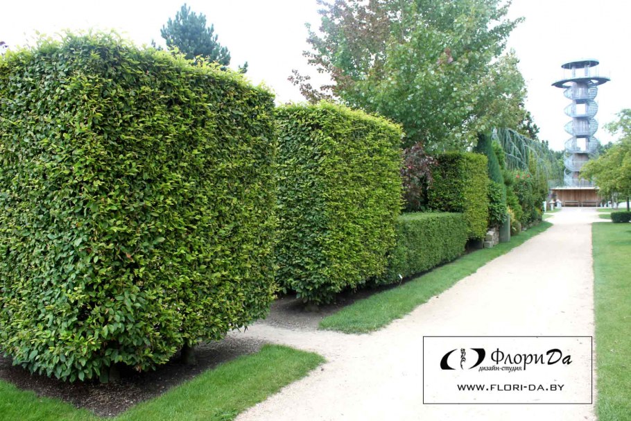 Живая изгородь кизильник парк