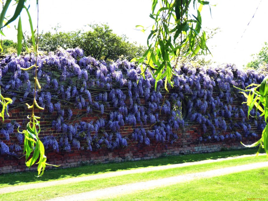 Кизильник Живая изгородь