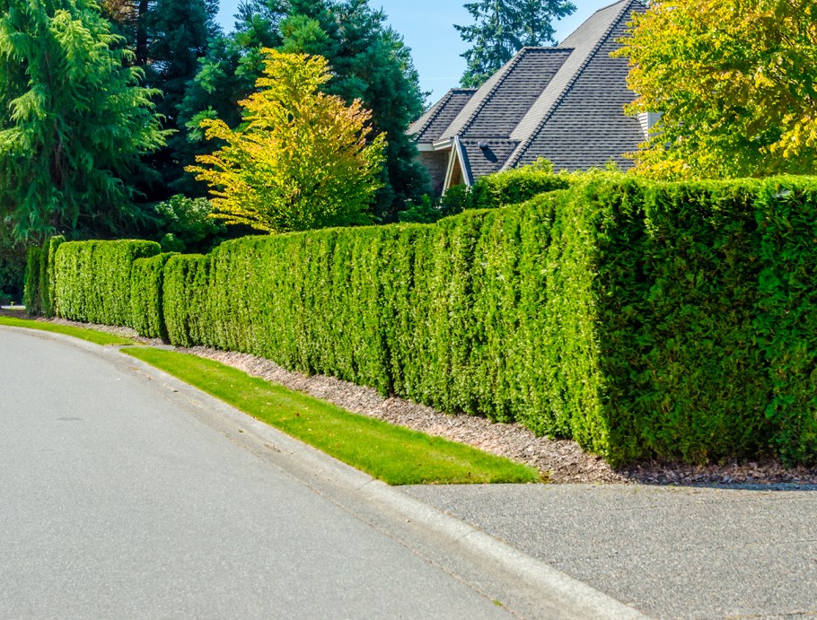 Бирючина лигуструм изгородь