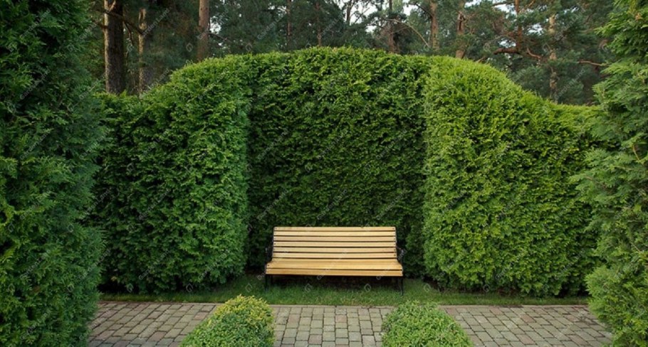 Живая изгородь Франция