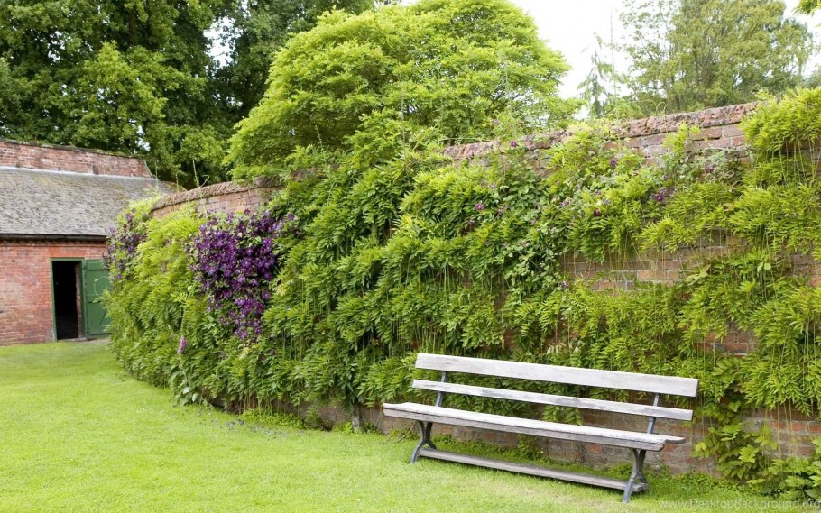 Самшит Живая изгородь