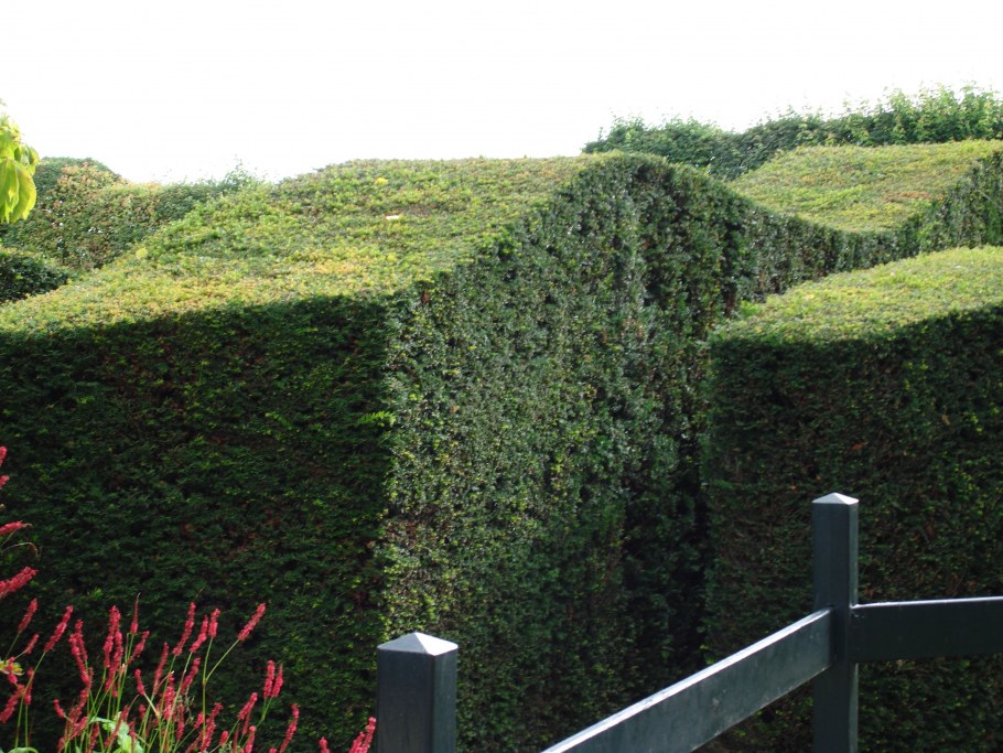 Патио с живой изгородью