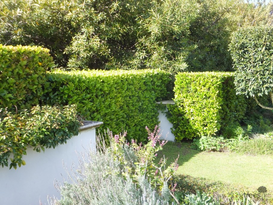 Туя Западная Брабант Живая изгородь