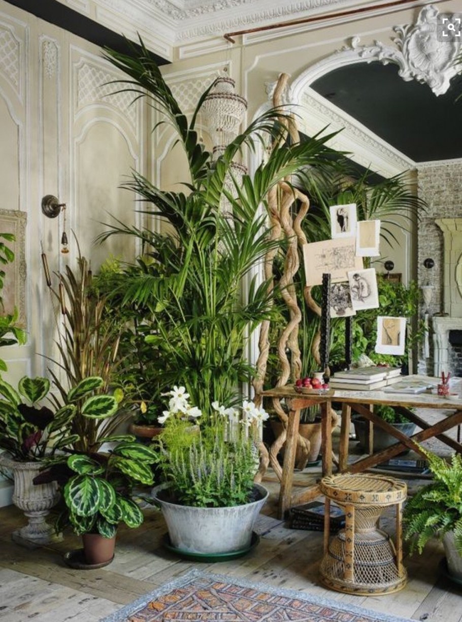 Комнатные растения в зимнем саду