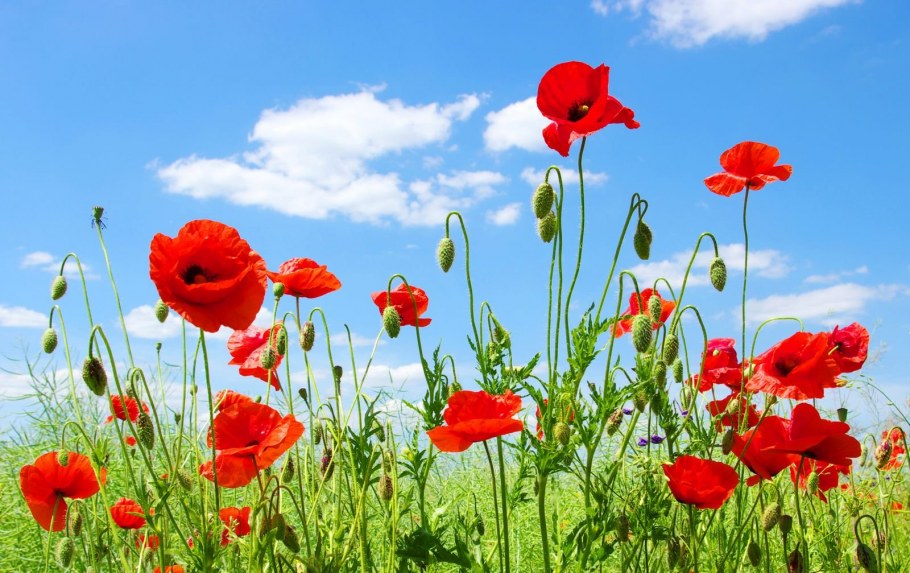 Красные луговые цветы