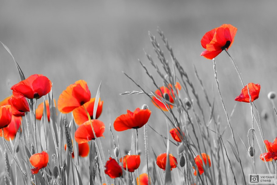 Маки на стене