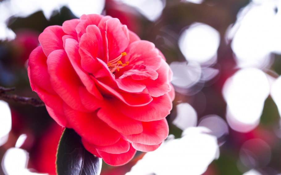 Обои Камелия 30232