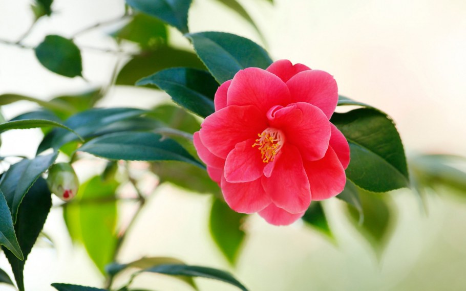 Обои ботаника