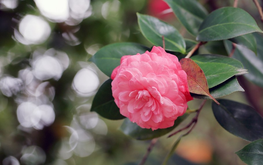 Камелия боком