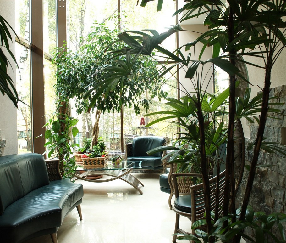 Растения в интерьере квартиры