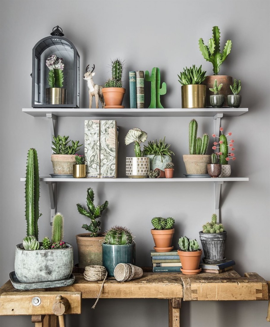 Суккуленты в интерьере