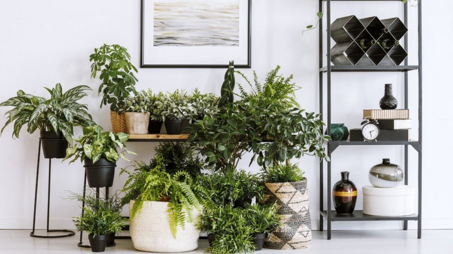 Комнатные растения в квартире