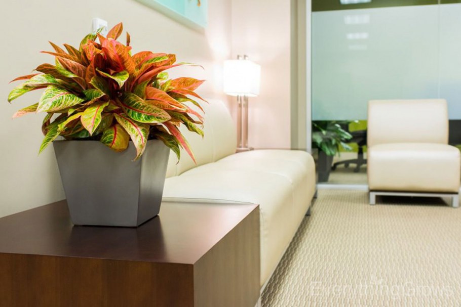 Аглаонема Мария в интерьере