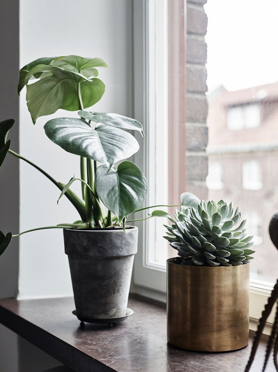 Растения на окне