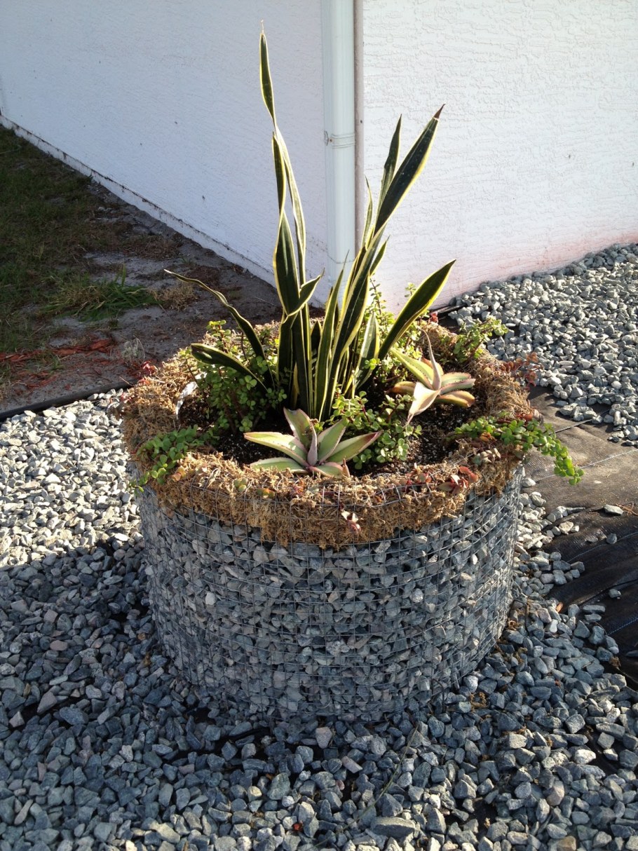 Как сделать габион для суккулентов