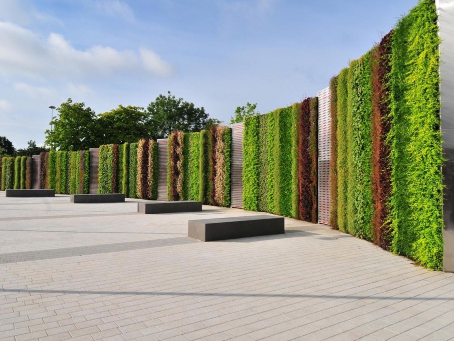 Самшит изгородь