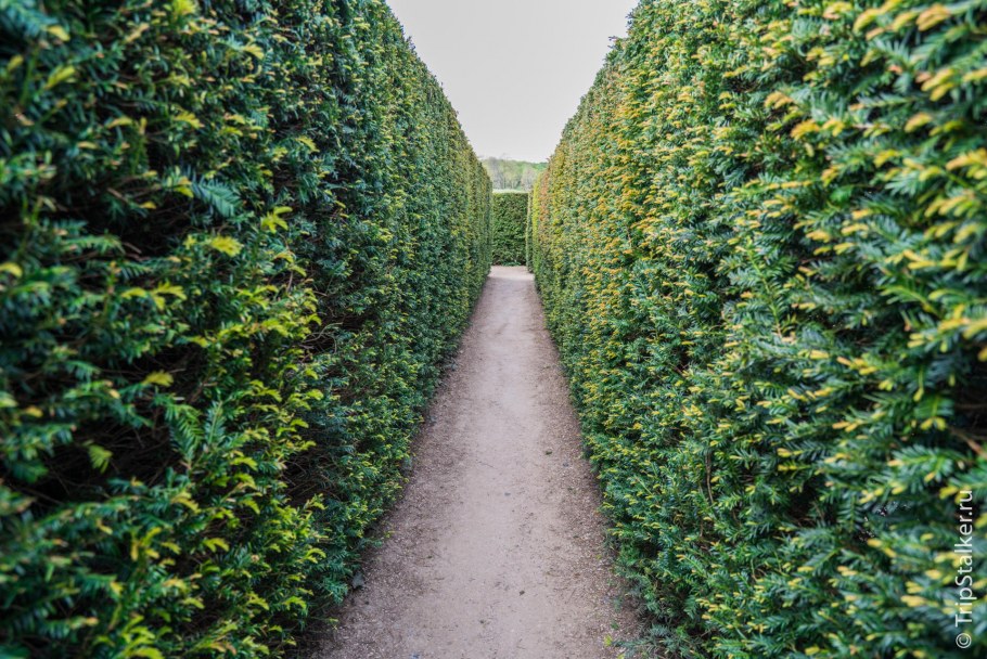 Самшит Живая изгородь терраса