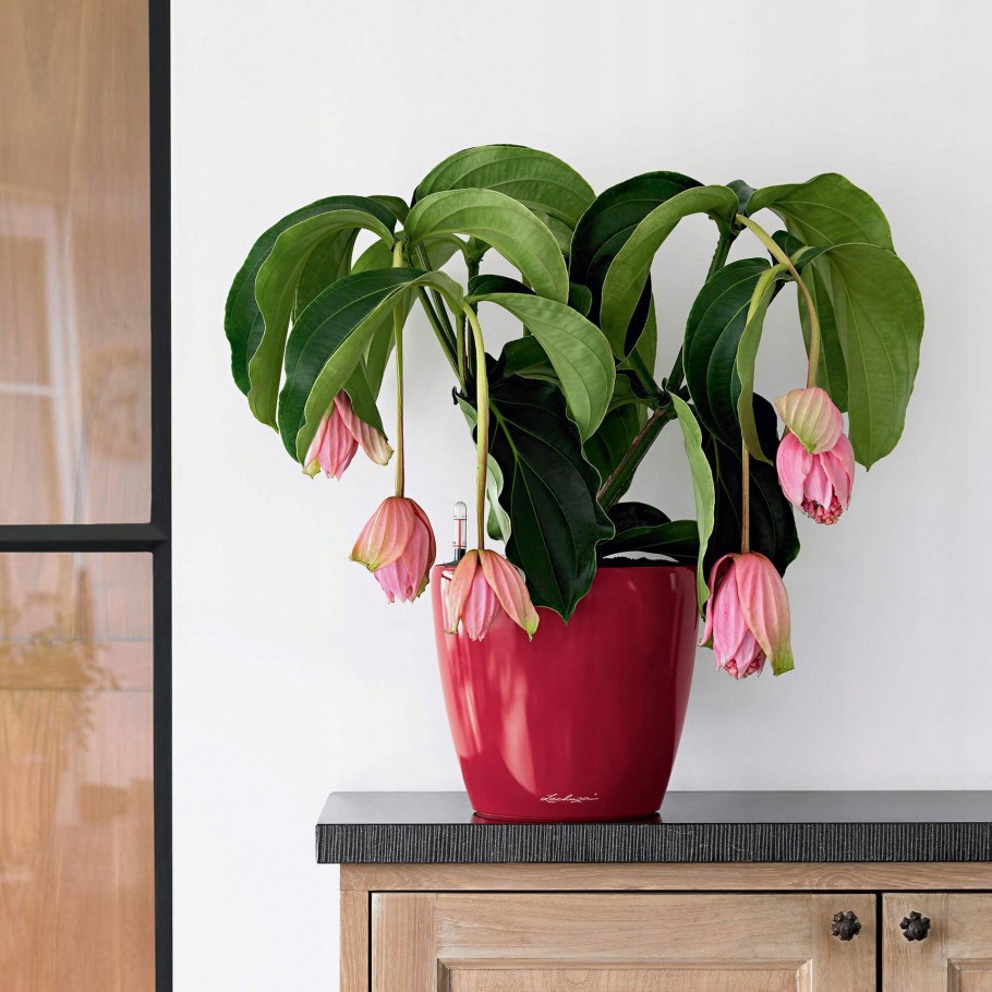 Мединилла + Lechuza