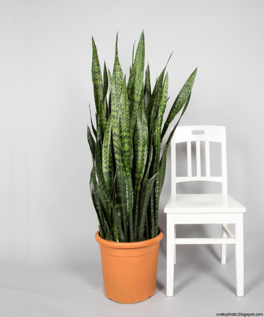 Сансевиерия Зейланика