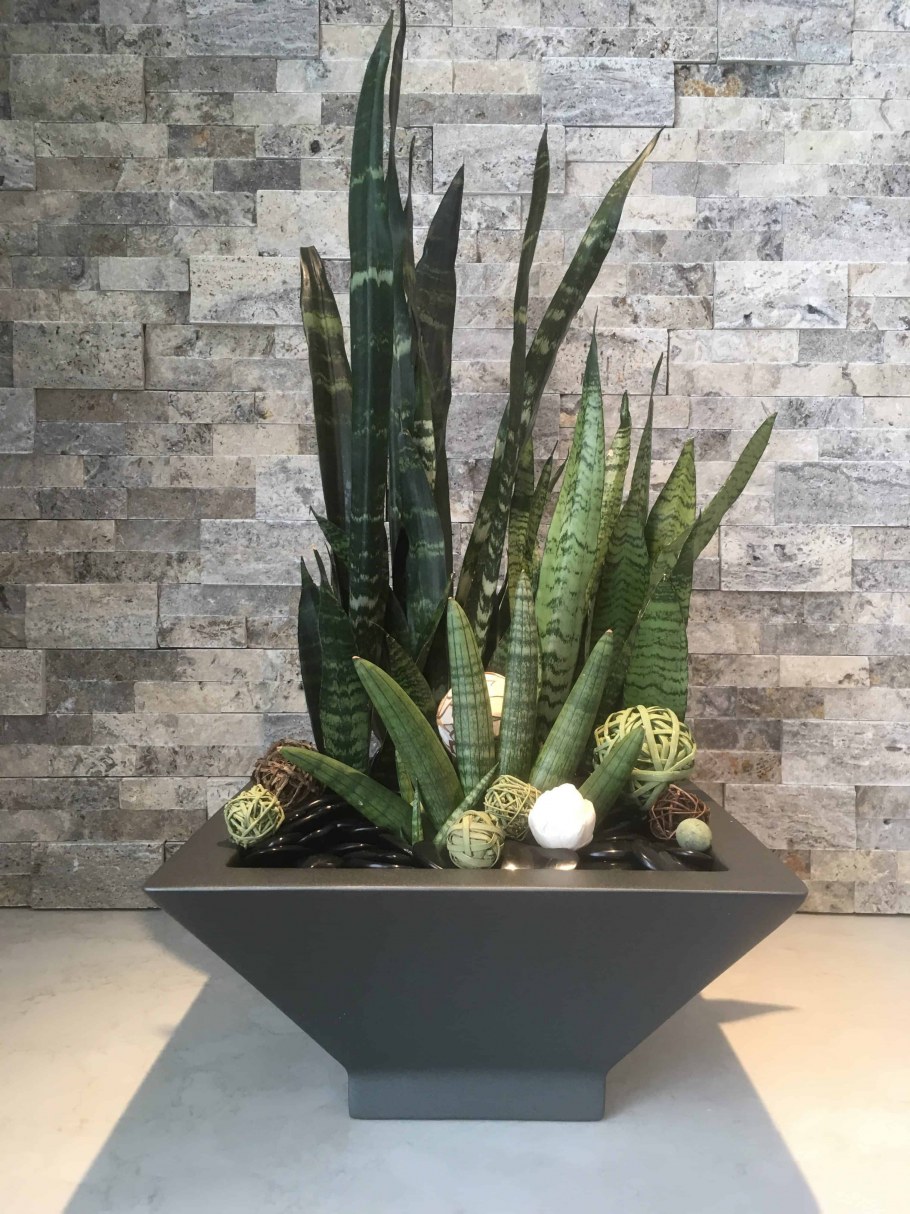 Сансевиерия Ханни микс