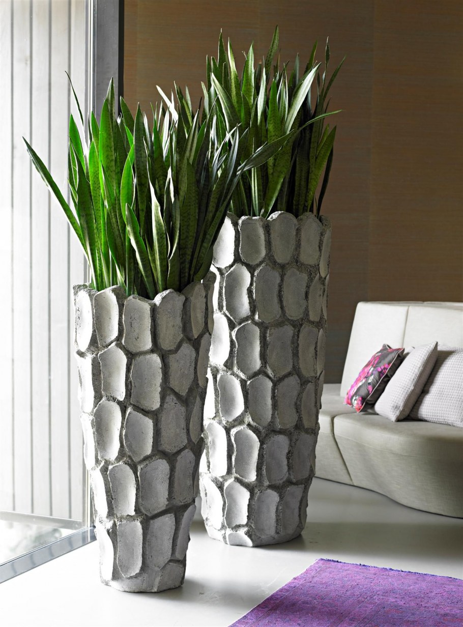 Сансевиерия Ханни