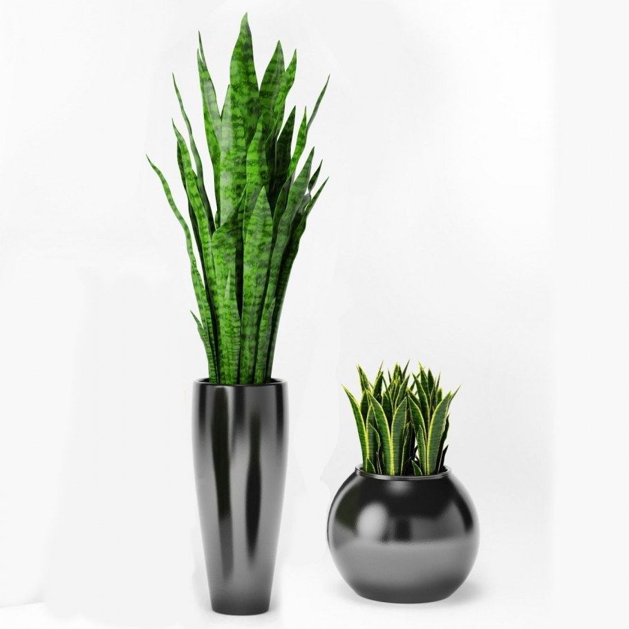 Щучий хвост растение