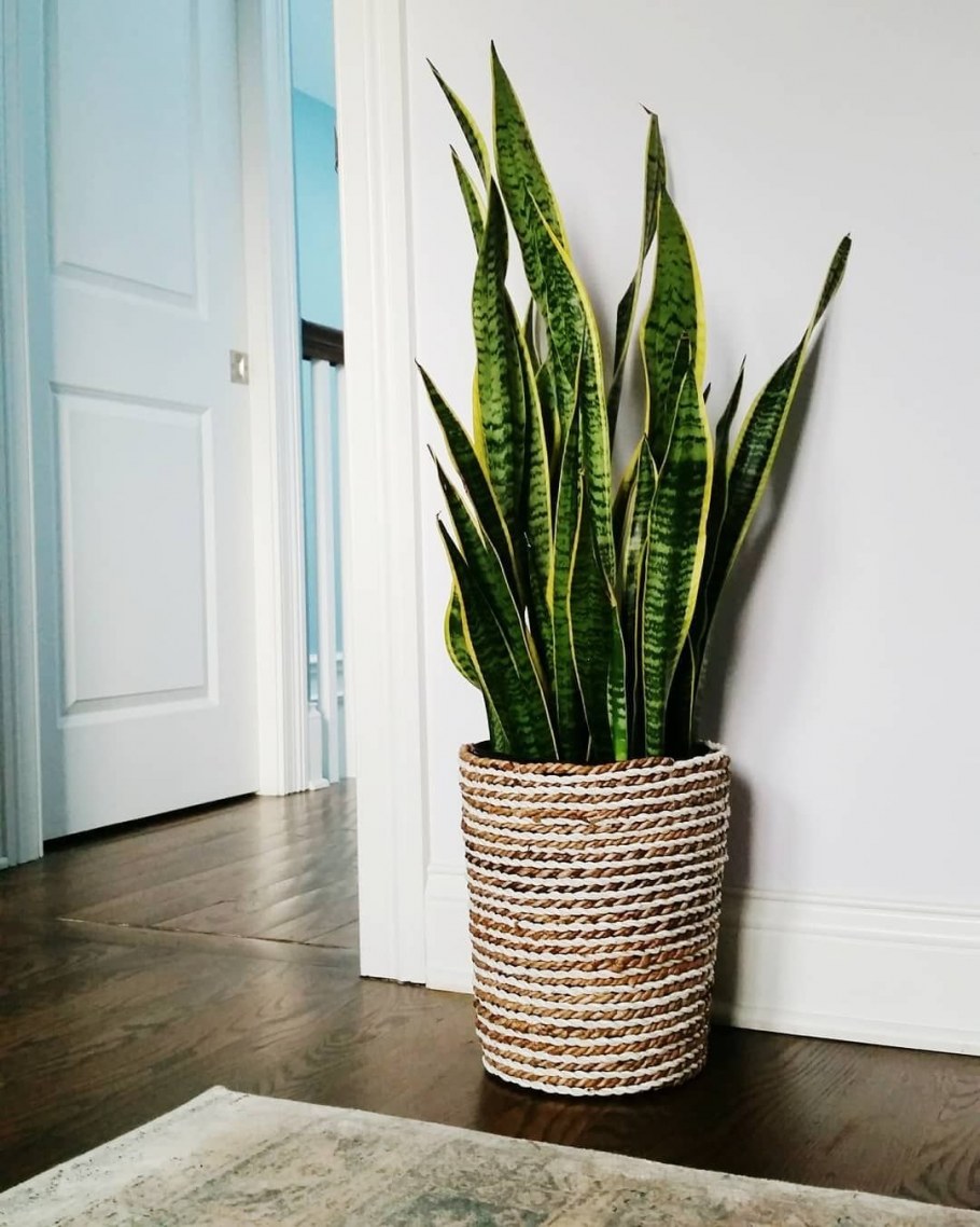 Сансевиерия Лауренти в интерьере