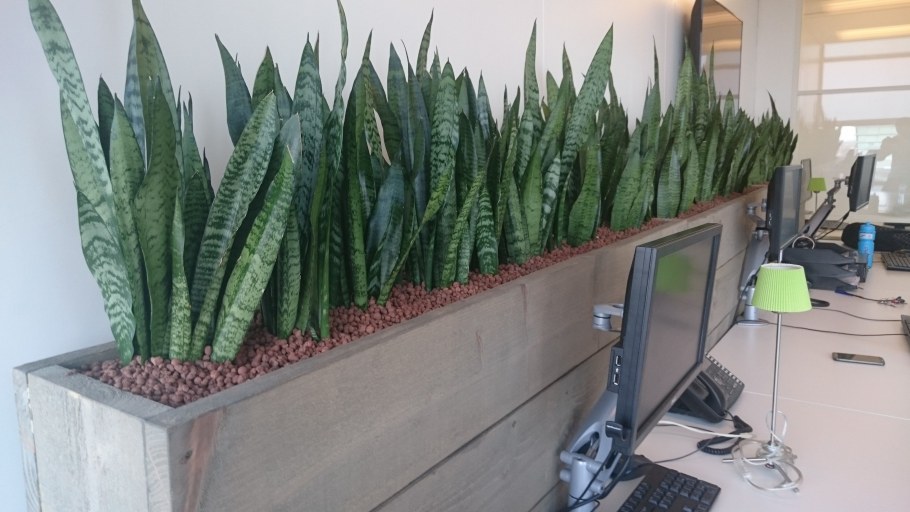 Сансевиерия и замиокулькас