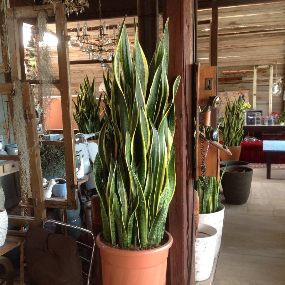 Сансевиерия трехполосная (Sansevieria trifasciata)