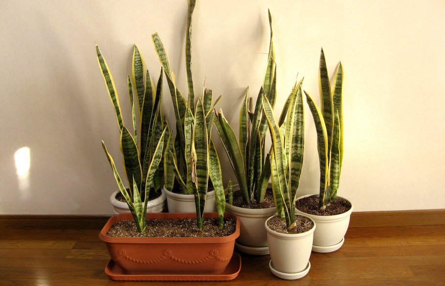 Сансевиерия тирукалли