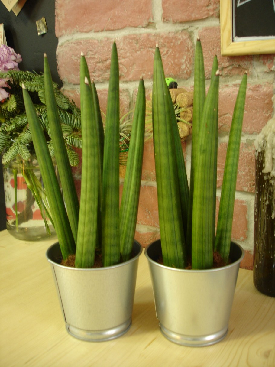 Сансевиерия фитодизайн