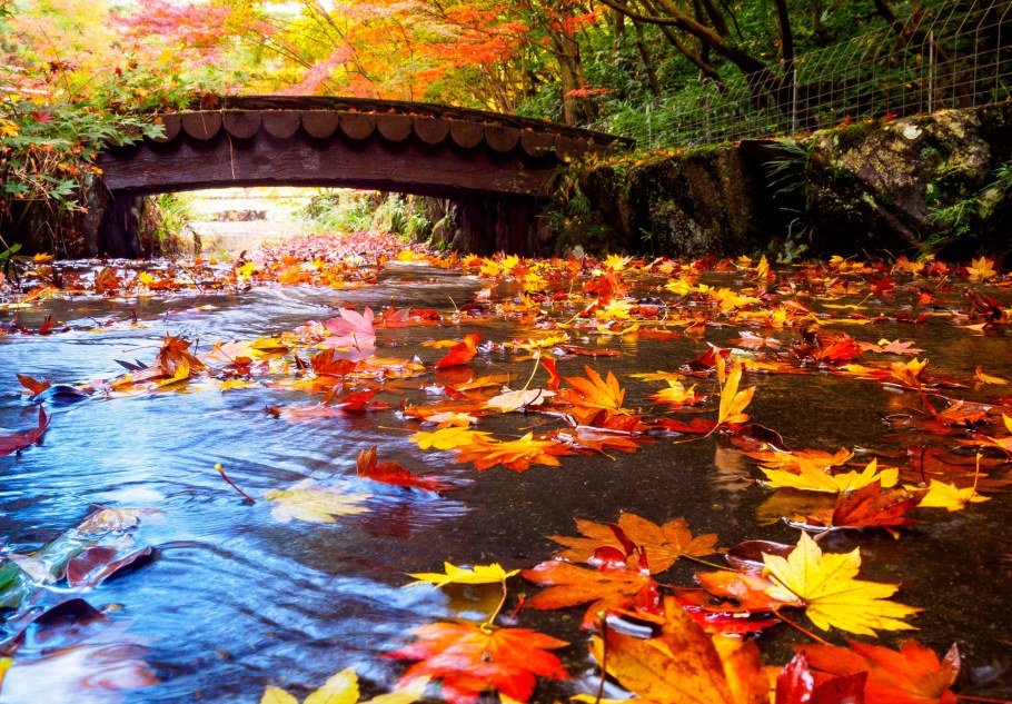 Яркая осень Японии