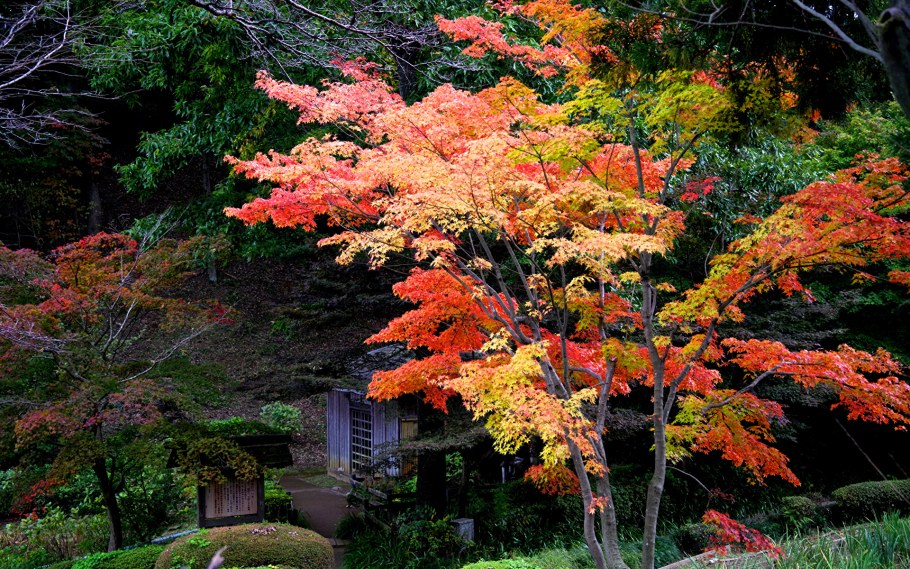 Парк Киото Япония