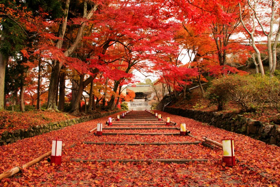 Никко японские клены