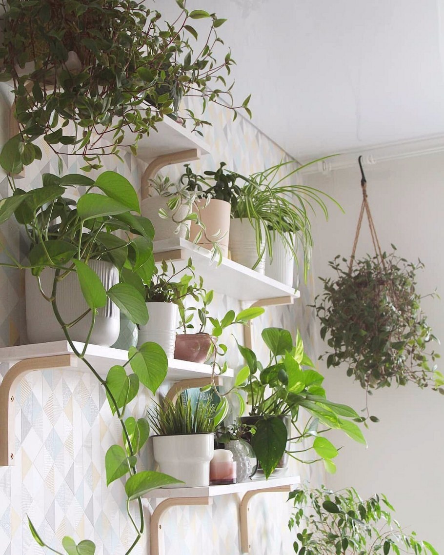 Лианы в интерьере