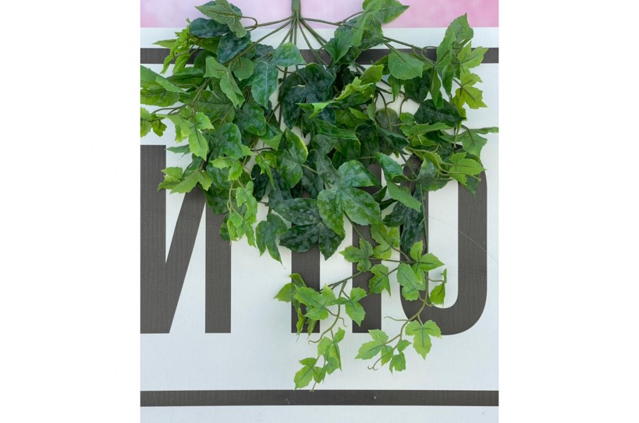 Ампельные лианы Суккуленты