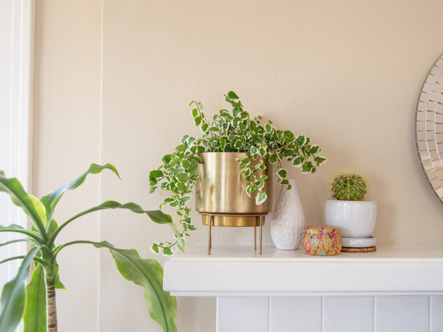 Растения на кухне