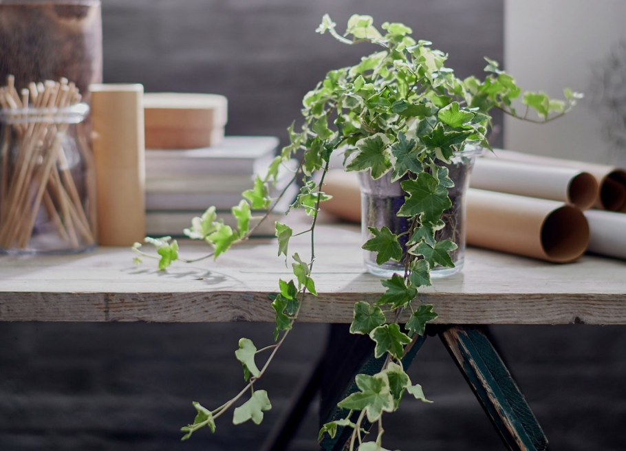 Цветы на стене в интерьере живые