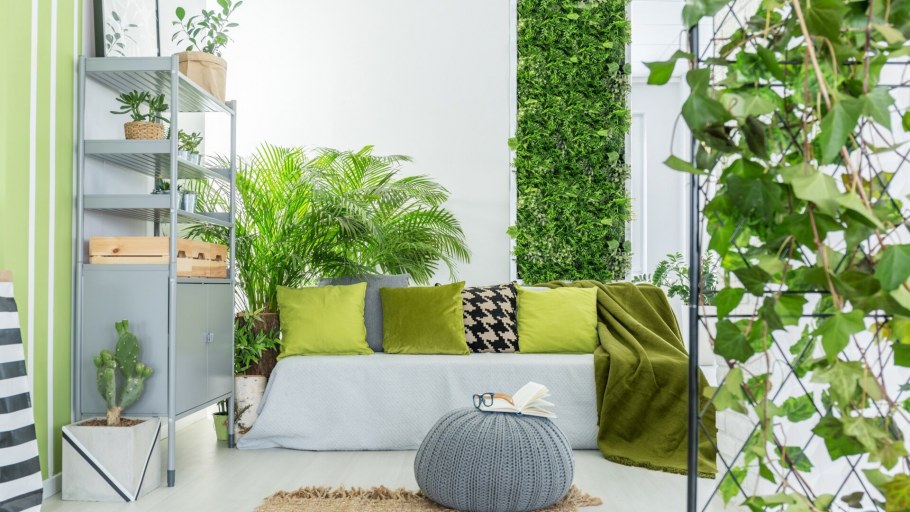 Комнатные растения экостиль