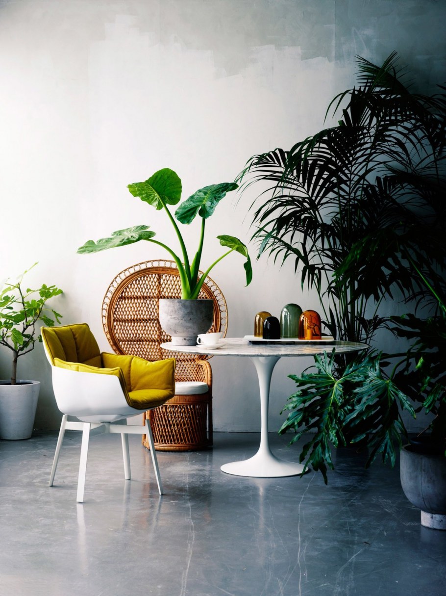 Растения в интерьере