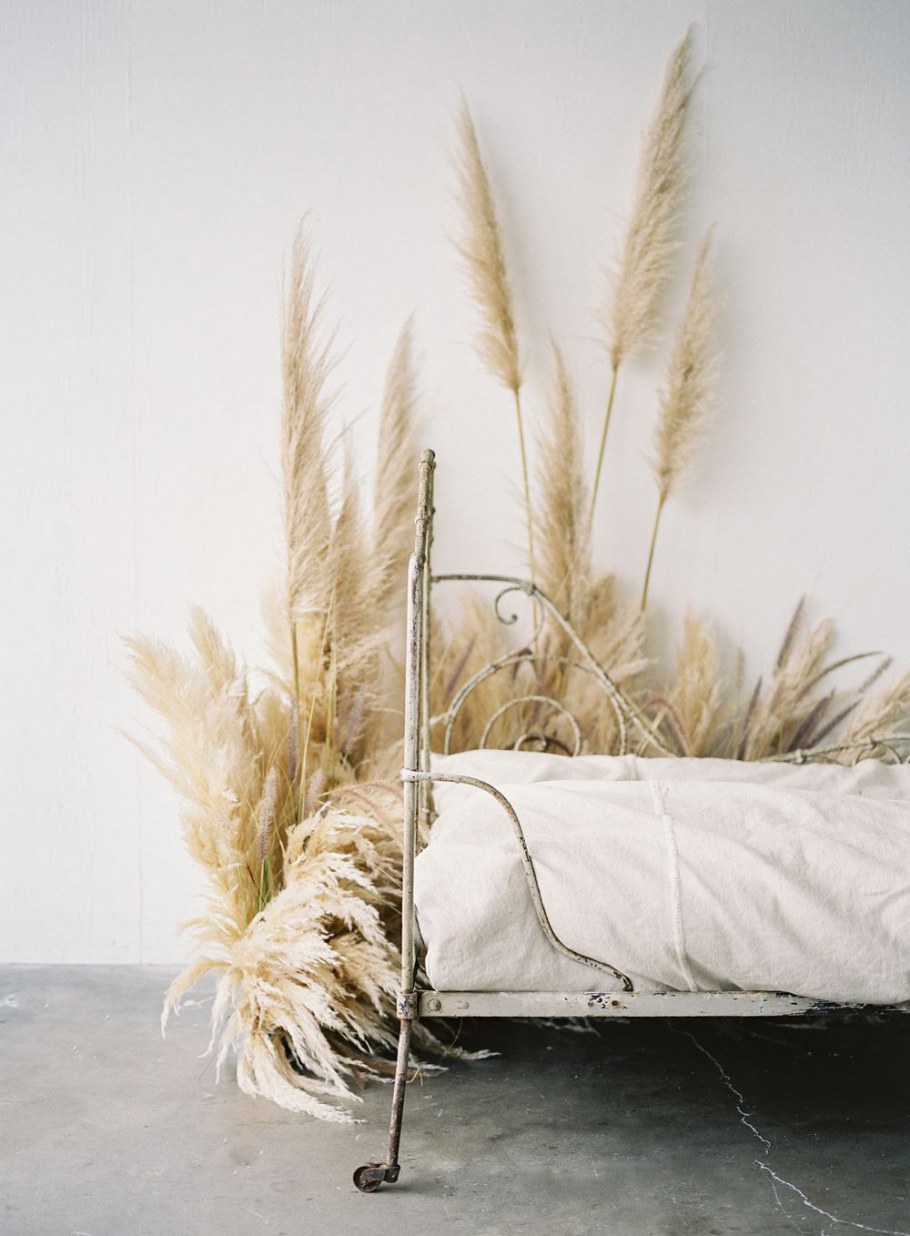 Камыш cухоцвет