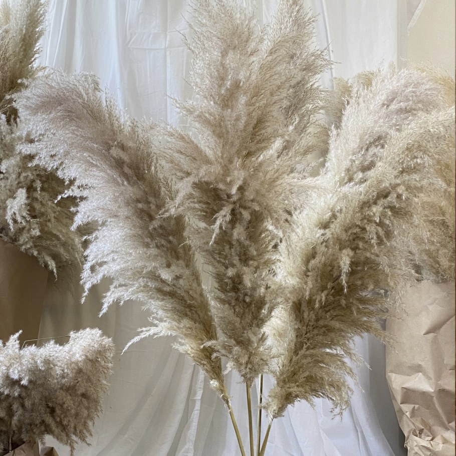 Пампасная трава