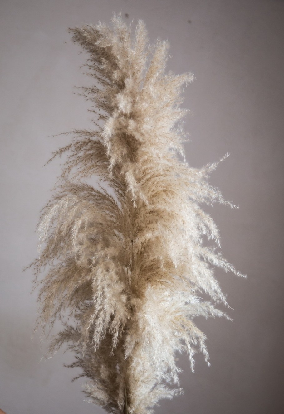 Пампасная трава