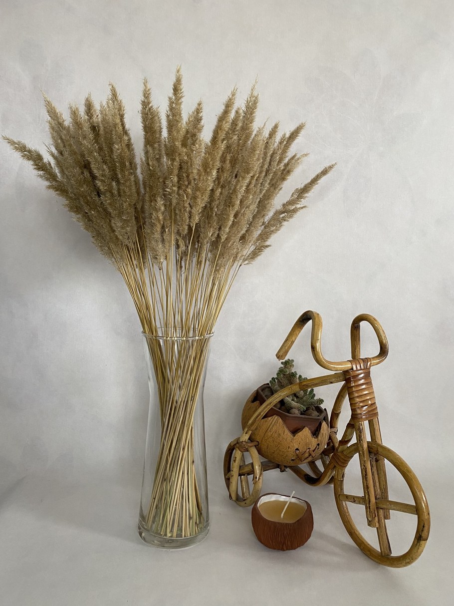 Кортадерия сухоцвет