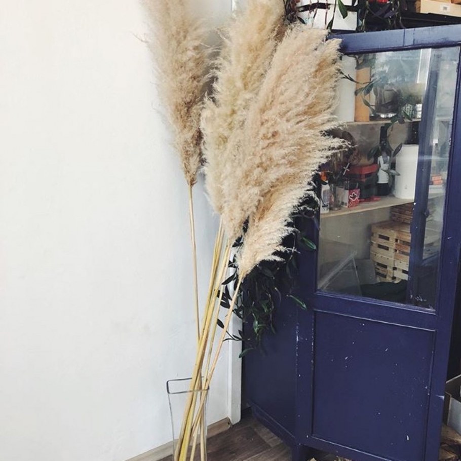 Пампасная трава cухоцвет