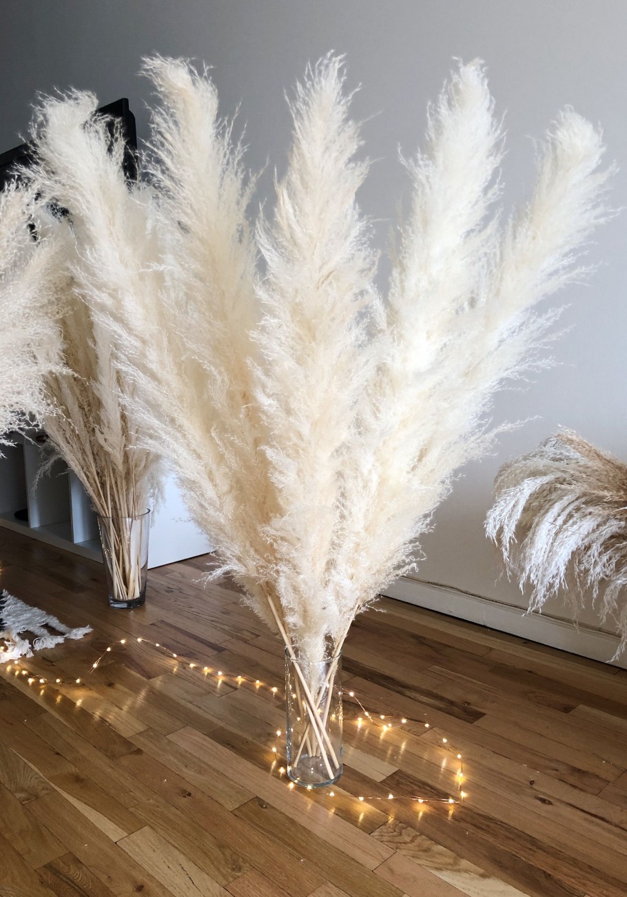 Сухоцвет Пампас кортадерия