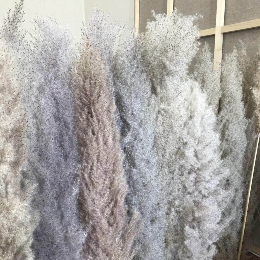 Пампасная трава cухоцвет