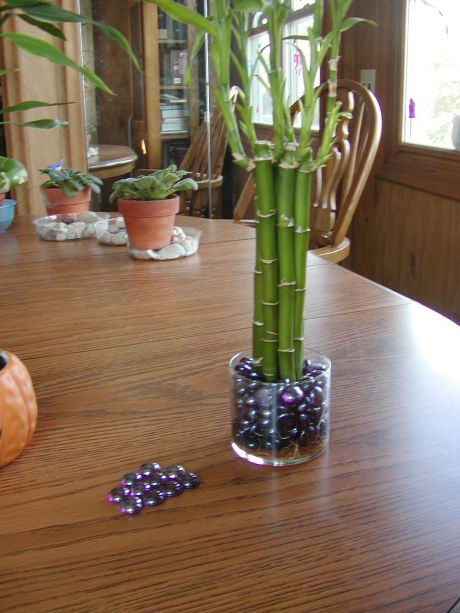 Бамбук комнатное растение в интерьере