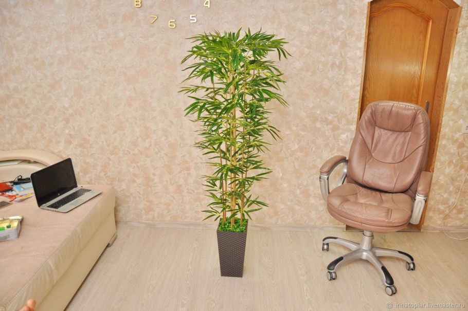 Бамбук Драцена Сандера